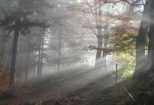 20161031_091333_WALD_klein